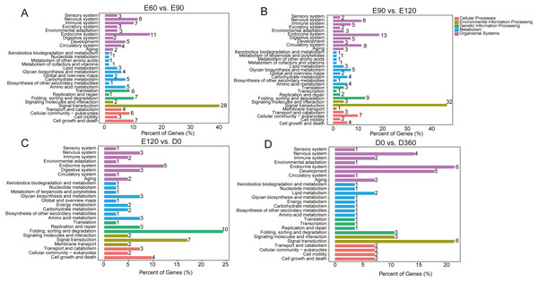 The top KEGG enrichment analyses of the differentially expressed lncRNAs in E60 vs. E90 (A), E90 vs. E120 (B), E120 vs. D0 (C), and D0 vs. D360 comparisons (D).