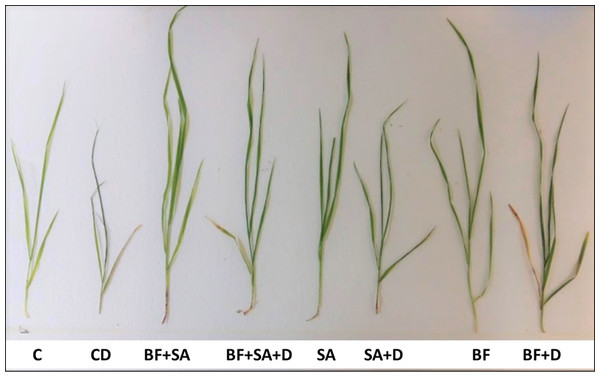 Effect of foliar spray of salicylic acid (SA) and bio-fertilizer (BF) inoculation on growth of wheat (Triticum aestivum L.) plant under drought stressed condition.