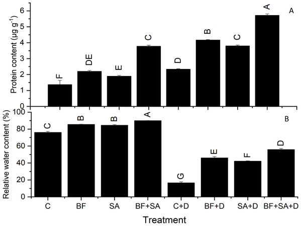 Effect of biofetilizer (Phytoguard) and salicylic acid (SA) on (A) the relative water content and (B) total protein contents of wheat (Triticum aestivum L.) plants in control and drought stressed conditions.