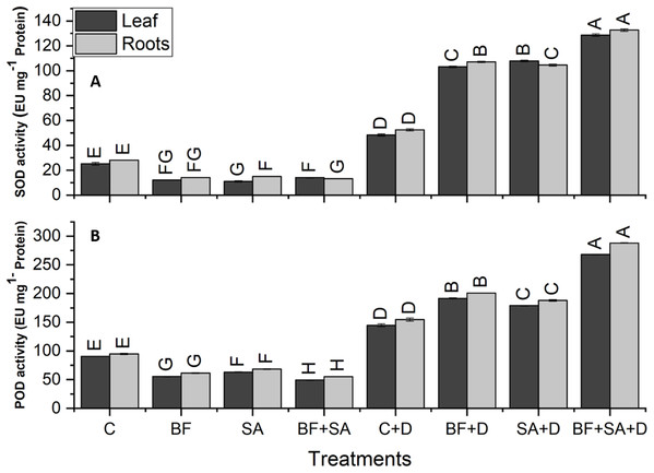 Effect of biofetilizer (Phytoguard) and salicylic acid (SA) on (A) SOD activity and (B) POD activity of wheat (Triticum aestivum L.) plants in control and drought stressed conditions.