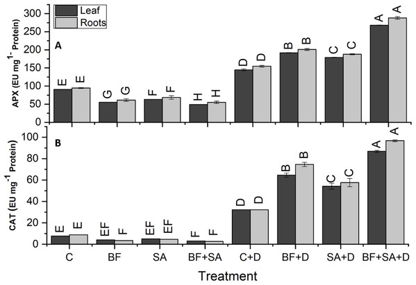 Effect of biofetilizer (Phytoguard) and salicylic acid (SA) on enzyme activity of (A) APX and (B) CAT of wheat (Triticum aestivum L.) plants in control and drought stressed conditions.
