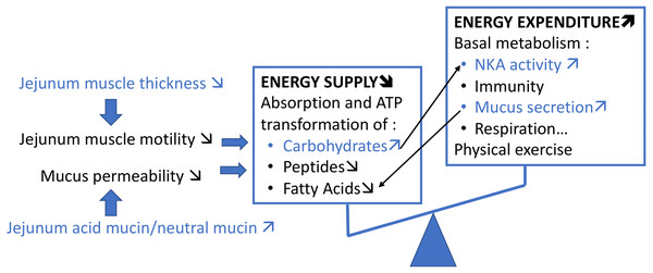 Schematic summary of our hypothesis on the potential impact of T. maritimum on the metabolic energy balance of P. orbicularis.