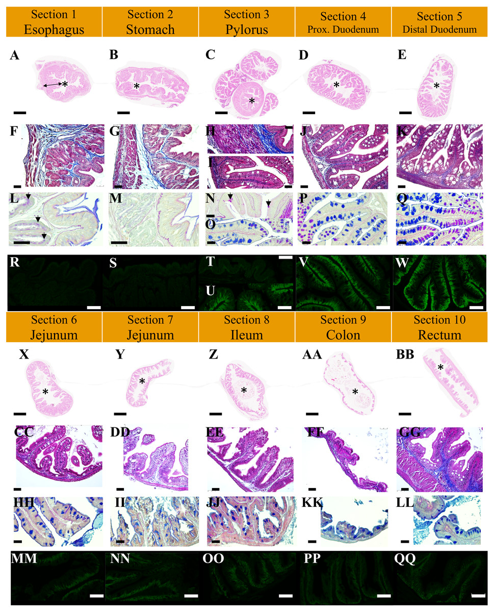 Description Of The Unusual Digestive Tract Of Platax Orbicularis And The Potential Impact Of Tenacibaculum Maritimum Infection Peerj