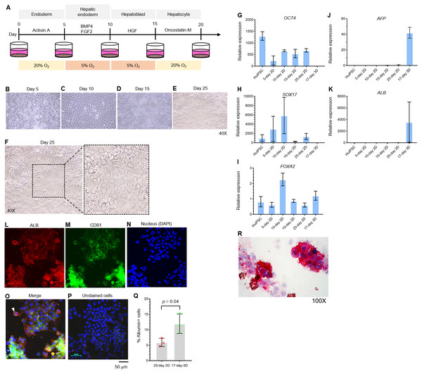 Hepatic differentiation potential of the HuiPSC MUi019 line.