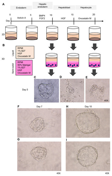 Organoid formation potential of the hepatic endoderm, hepatoblast, and hepatocyte phases.