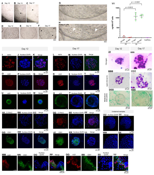 Morphology of hepatic endoderm-derived organoids (HEOs).