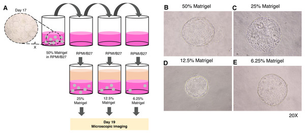 Minimal concentration of Matrigel needed to maintain the 3D structure of the organoid.