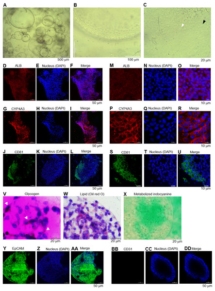 Long-term maintenance of the hepatic endoderm-derived organoid.