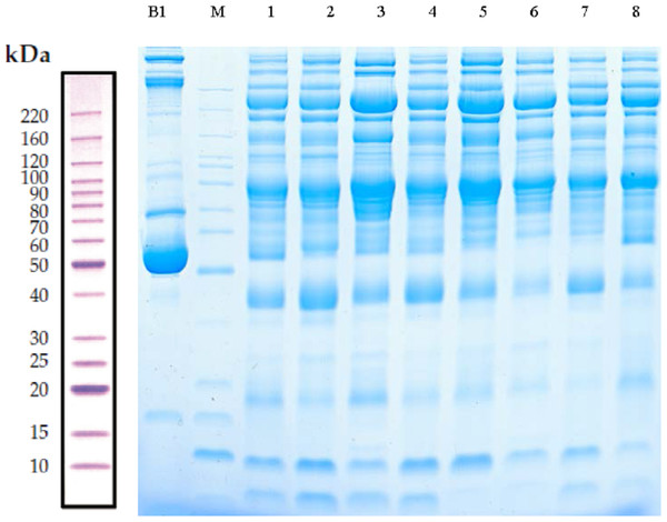 Protein separation and quality control using sodium dodecyl sulfate–polyacrylamide gel electrophoresis.