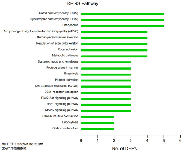 Kyoto Encyclopedia of Genes and Genomes (KEGG) pathway annotation.