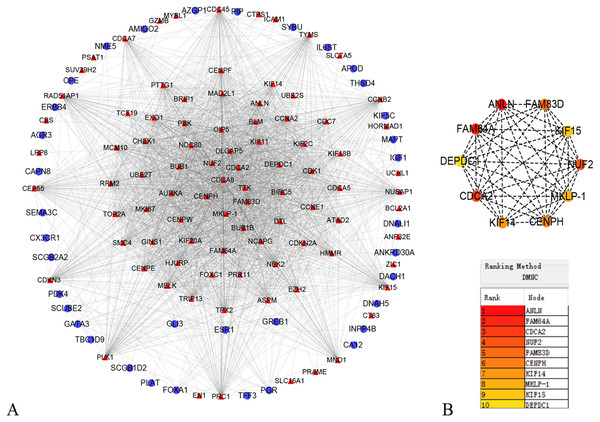 Protein–protein interaction network of the differentially expressed genes (DEGs).