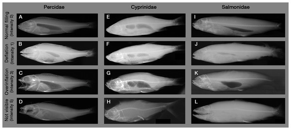 Example X-ray images of swim bladder anomalies in Cyprinids, Salmonids and Percids.