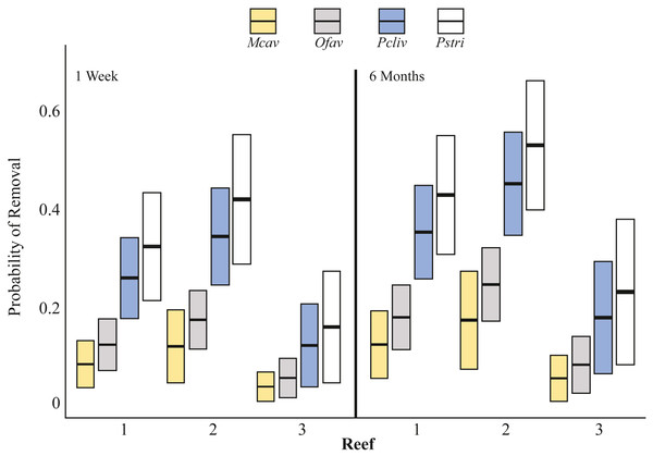 Probability of coral removal by fish based on species, reefs, and time since outplanting estimated using a binomial GLM.