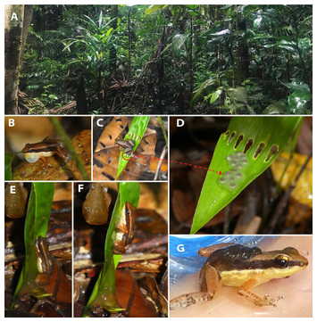 A new nurse frog (Anura: Allobates) from Brazilian Amazonia with a ...