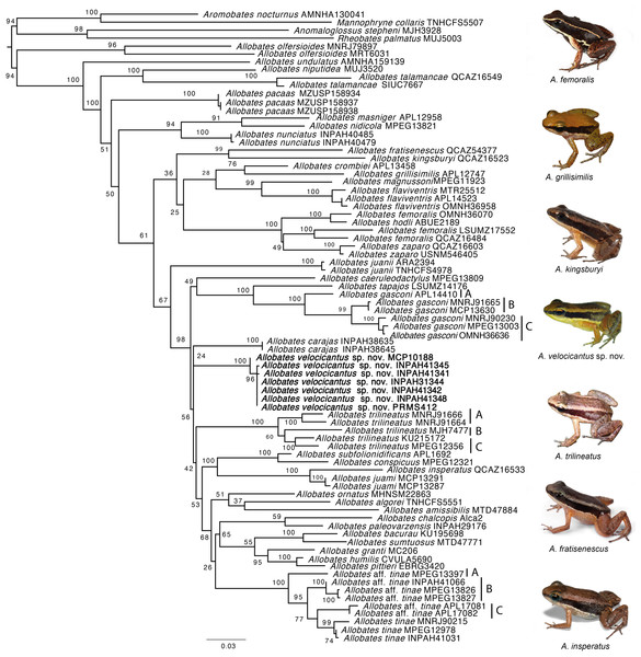 Phylogeny of the genus Allobates reconstructed based on Maximum Likelihood analysis of four mitochondrial genes (12S, 16S, COI, CYTB) and six nuclear genes (28S, HH3, RAG1, RHO, SIA, TYR).