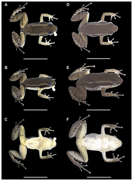 Dorsal, dorsolateral and ventral views of the holotype (INPAH 41342) and allotype (INPAH 41345) of Allobates velocicantus sp. nov.
