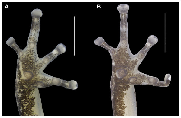 Ventral view of the right hand of the holotype (INPAH 41342) and allotype (INPAH 41345) of Allobates velocicantus sp. nov.