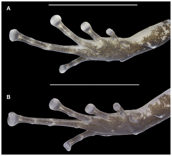 Ventral view of the right foot of the holotype (INPAH 41342) and allotype (INPAH 41345) of Allobates velocicantus sp. nov.