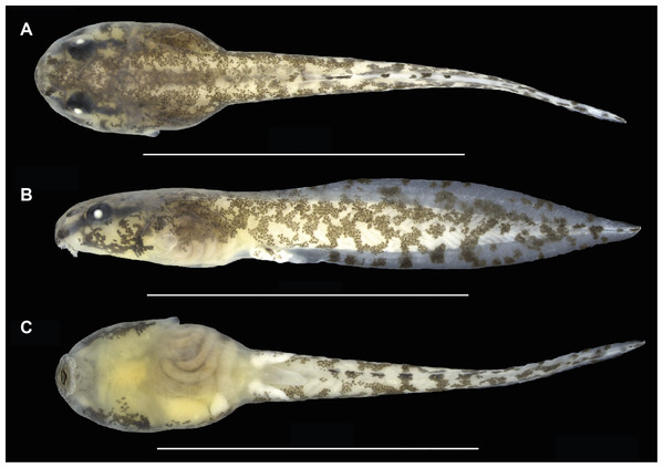 Preserved tadpole of Allobates velocicantus sp. nov. (INPAH 41351) at Gosner stage 37.