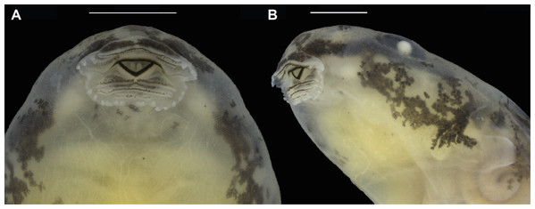 Oral disc of a preserved tadpole of Allobates velocicantus sp. nov. (INPAH 41351).