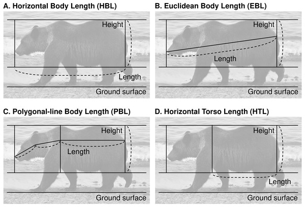 Four candidate methods of measurement to evaluate the body condition of brown bears in the Shiretoko Peninsula, Hokkaido, Japan.