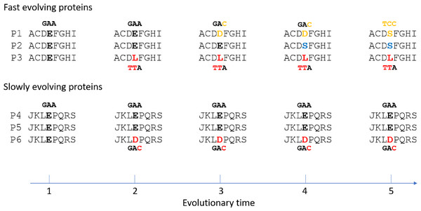 Illustration of non-conservative substitutions and mutation saturation in fast evolving proteins.