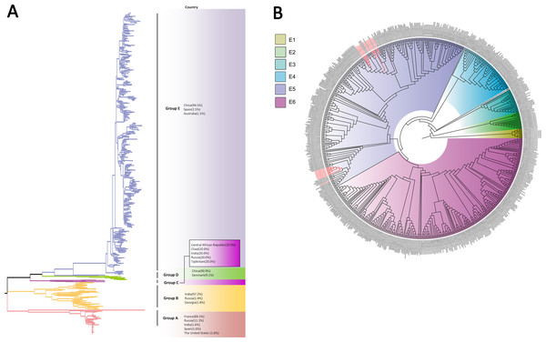 The phylogenetic tree of coxsackievirus A10 (CV-A10) strains based on VP1 genes.