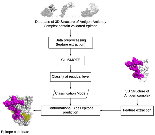 Development stage of conformational B-cell epitopes prediction.