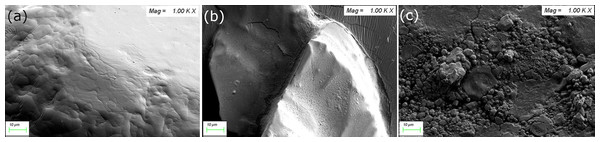 SEM images of (A) Normal AP, (B) ACuP-2, and (C) AFeP-2.
