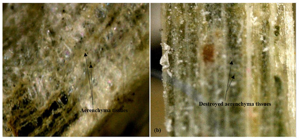 Micrographs (x270) showing aerenchyma tissues in cattail fibers.