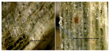 Effects of alkali treatment on the mechanical and thermal properties of ...