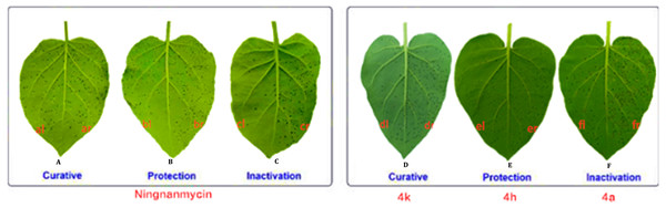 Tobacco leaf morphology effects of the NNM and 4k, 4h and 4a against TMV in vivo.