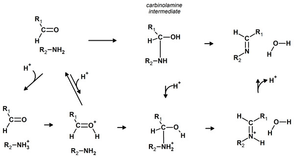 Possible pathways for the reaction of aldehydes with amines.