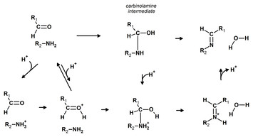 New insights into the mechanism of Schiff base synthesis from aromatic ...