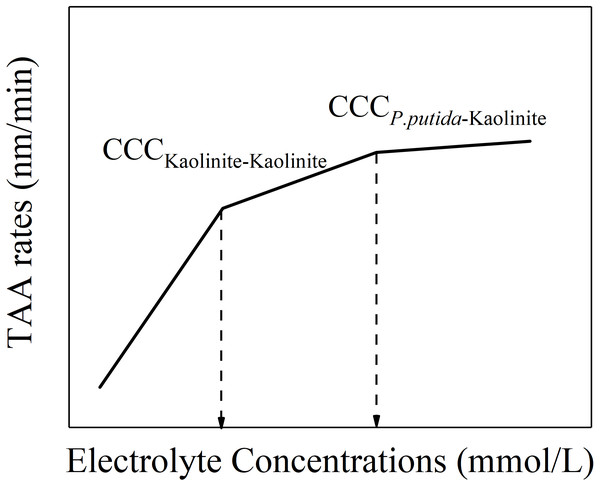 Schematic diagram of “kaolinite-P. putida” TAA rates as a function of electrolyte concentration.