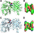 Molecular dynamics simulations of the interactions between triose ...