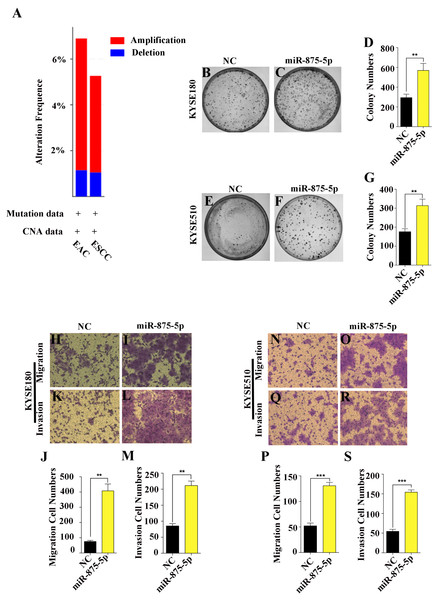 miR-875-5p promoted cell proliferation, migration and invasion of ESCC cells.