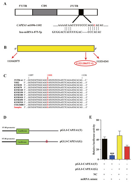 Identification of miR-875-5p base pairing with CAPZA1 (T).