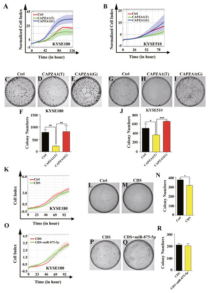 CAPZA1(T) decreased the proliferation of ESCC cells and the function of CAPZA1 CDS was not reversed by the mimic of miR-875-5p.