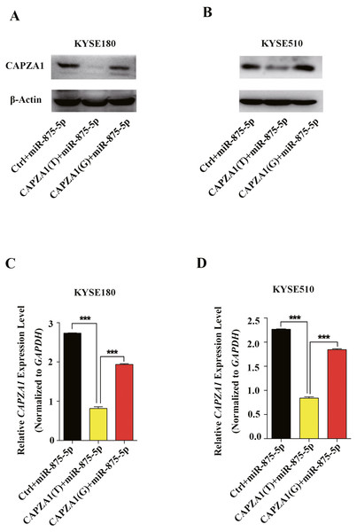 miR-875-5p targeted CAPZA1(T) and negatively regulated CAPZA1 expression.