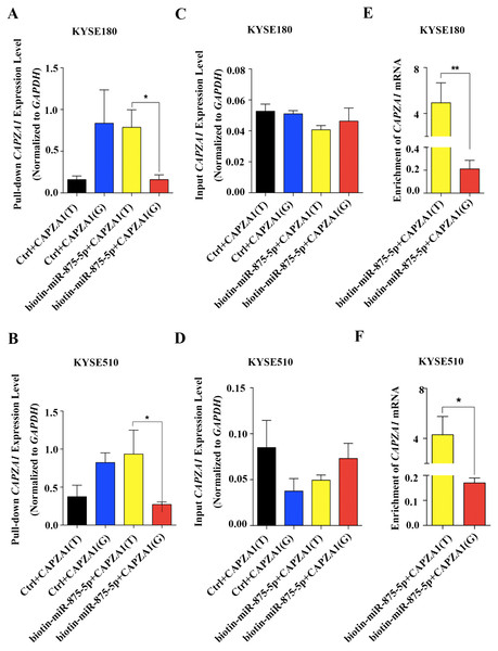 Association of miR-875-5p with CAPZA1 mRNA.