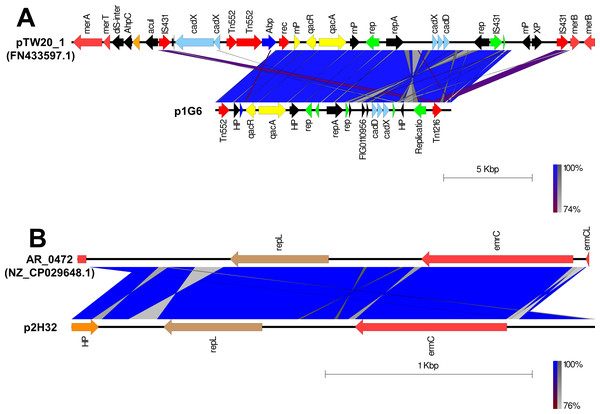 Comparison of linear plasmid maps by Easyfig alignment.