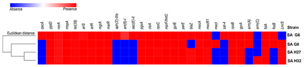 Heat map showing the presence (red color) and absence (blue color) of antibiotic resistance genes.