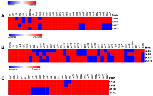 Heat map showing the presence (red color) and absence (blue color) of virulence factors encoding genes.