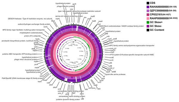 Circular genome comparison map showing homologous chromosome segment of four S. aureus genomes with the reference genome of S. aureus subsp. aureus HO 50960412 (HE681097.1) strain using CGviewer.