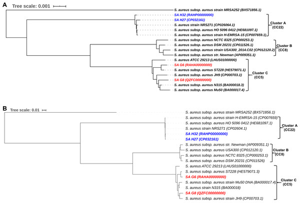 Comparative phylogenetic analysis of S. aureus isolates strains with their closely related S. aureus strains.