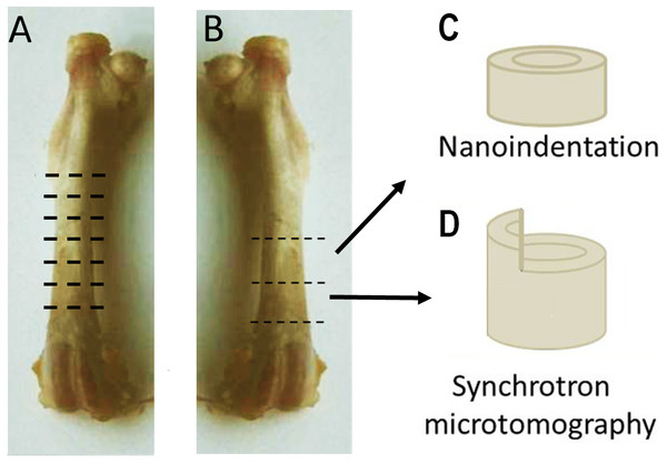 Sample preparation.