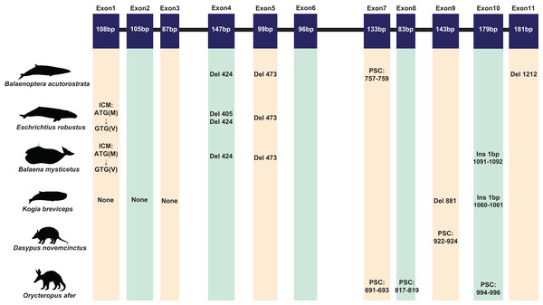 The inactivating mutation of ACPT gene in toothless/enamel-less mammals.