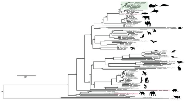 The BI phylogenetic relationship of mammalian ACPT gene used in this study.