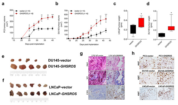 GHSROS promotes human prostate cancer cell line growth in vivo.